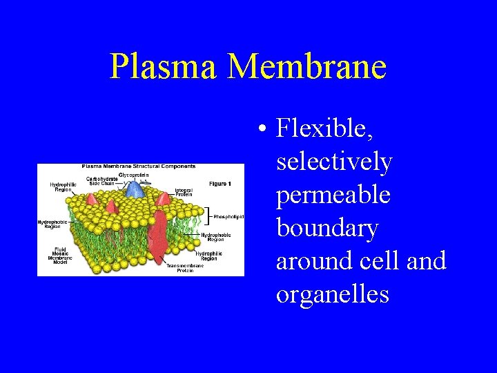 Plasma Membrane • Flexible, selectively permeable boundary around cell and organelles 