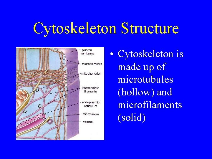 Cytoskeleton Structure • Cytoskeleton is made up of microtubules (hollow) and microfilaments (solid) 