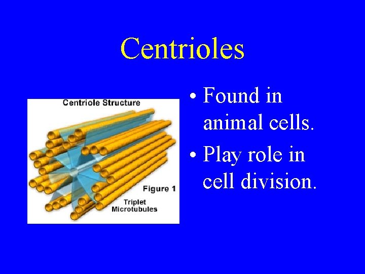 Centrioles • Found in animal cells. • Play role in cell division. 