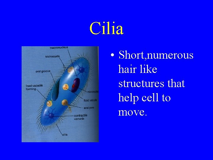 Cilia • Short, numerous hair like structures that help cell to move. 