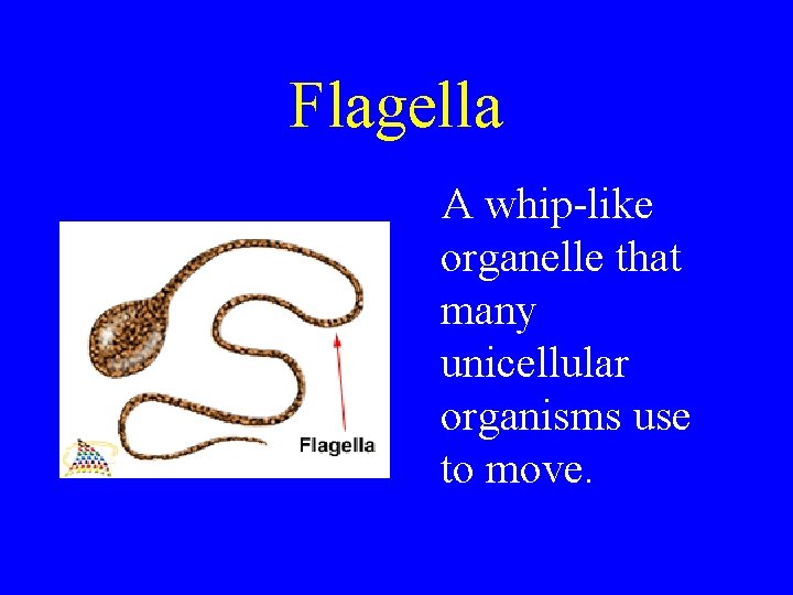 Flagella A whip-like organelle that many unicellular organisms use to move. 