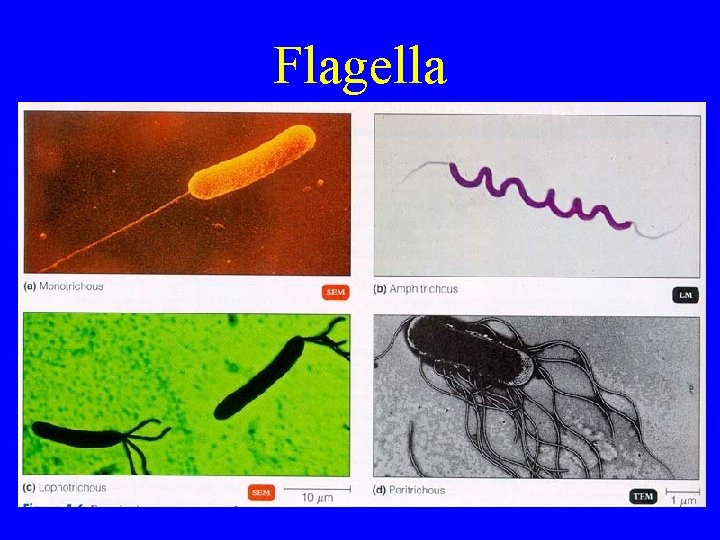 Flagella 