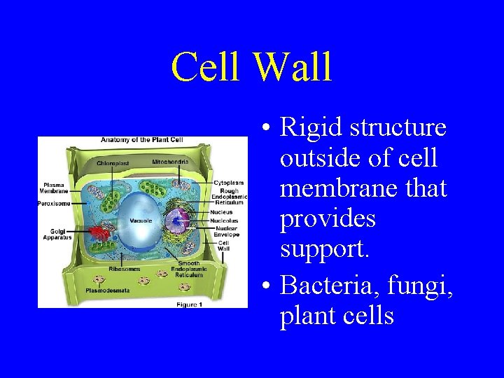 Cell Wall • Rigid structure outside of cell membrane that provides support. • Bacteria,