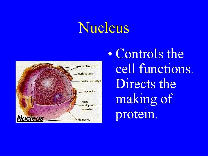 Nucleus • Controls the cell functions. Directs the making of protein. 
