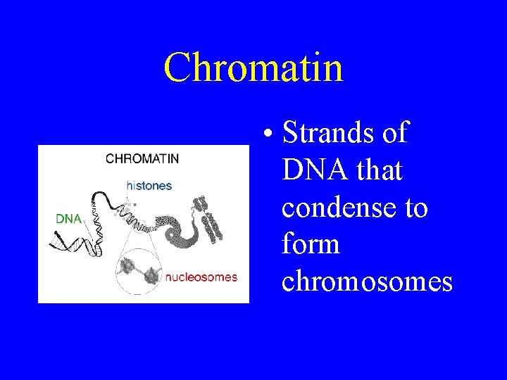 Chromatin • Strands of DNA that condense to form chromosomes 