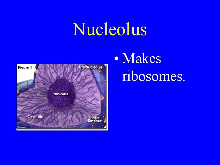 Nucleolus • Makes ribosomes. 