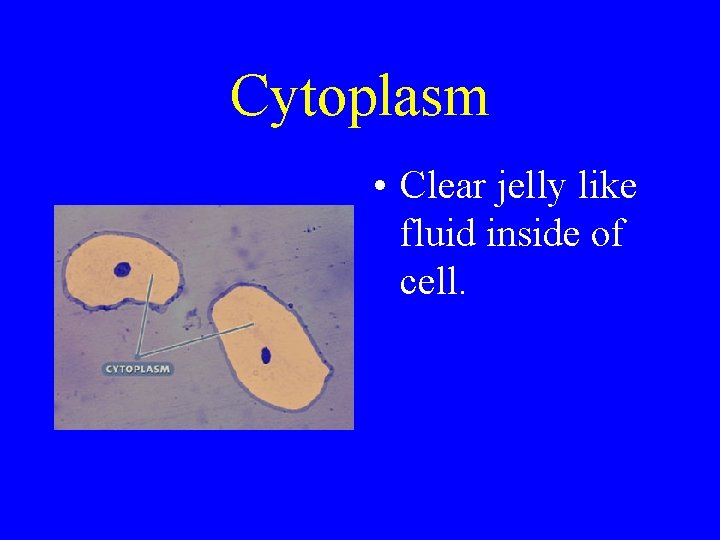 Cytoplasm • Clear jelly like fluid inside of cell. 