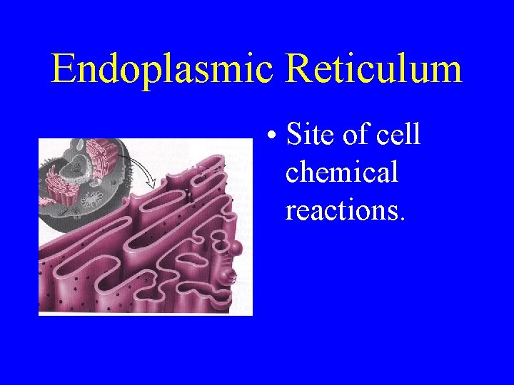 Endoplasmic Reticulum • Site of cell chemical reactions. 