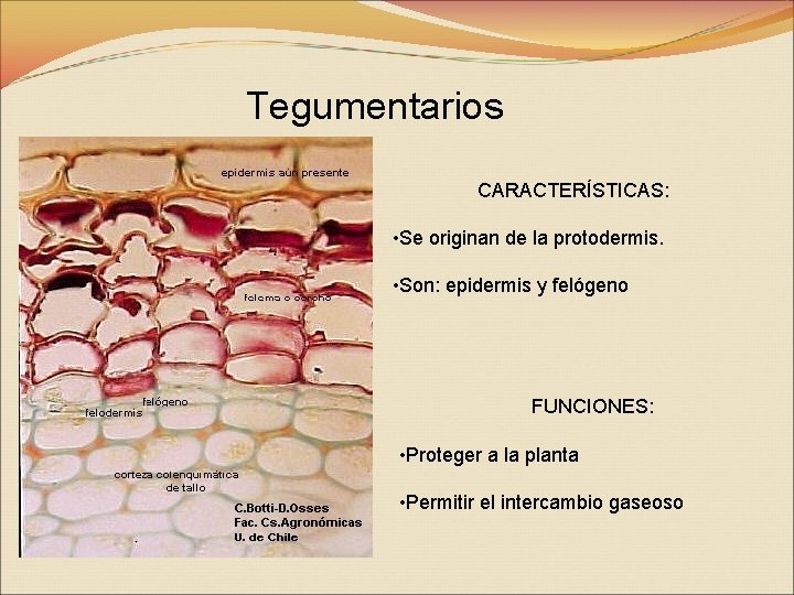 Tegumentarios CARACTERÍSTICAS: • Se originan de la protodermis. • Son: epidermis y felógeno FUNCIONES: