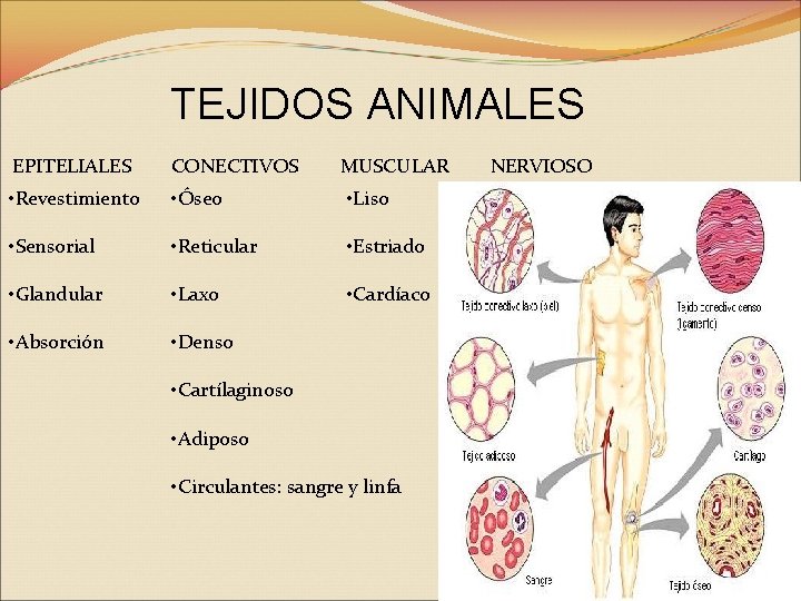 TEJIDOS ANIMALES EPITELIALES CONECTIVOS MUSCULAR • Revestimiento • Óseo • Liso • Sensorial •