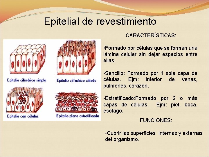 Epitelial de revestimiento CARACTERÍSTICAS: • Formado por células que se forman una lámina celular