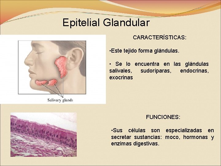 Epitelial Glandular CARACTERÍSTICAS: • Este tejido forma glándulas. • Se lo encuentra en las