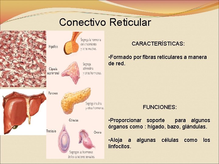 Conectivo Reticular CARACTERÍSTICAS: • Formado por fibras reticulares a manera de red. FUNCIONES: •