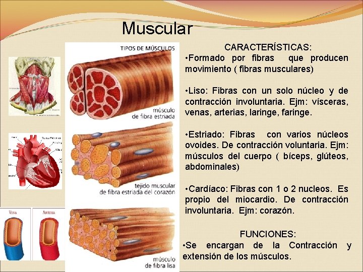Muscular CARACTERÍSTICAS: • Formado por fibras que producen movimiento ( fibras musculares) • Liso: