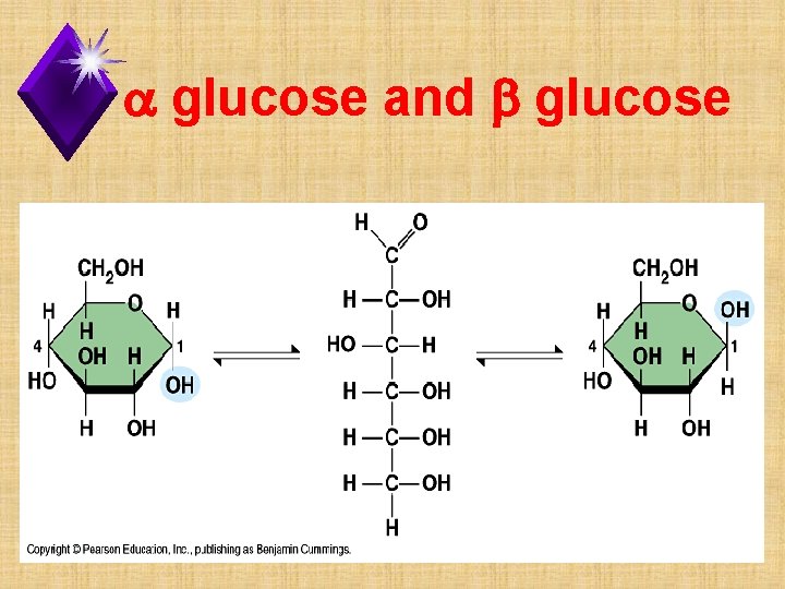 a glucose and b glucose 