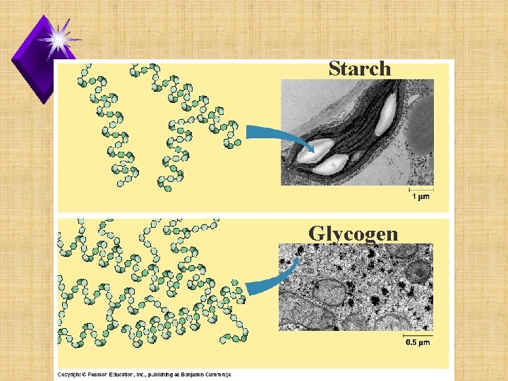Starch Glycogen 