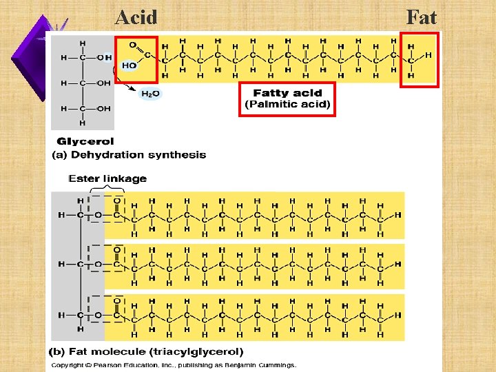 Acid Fat 