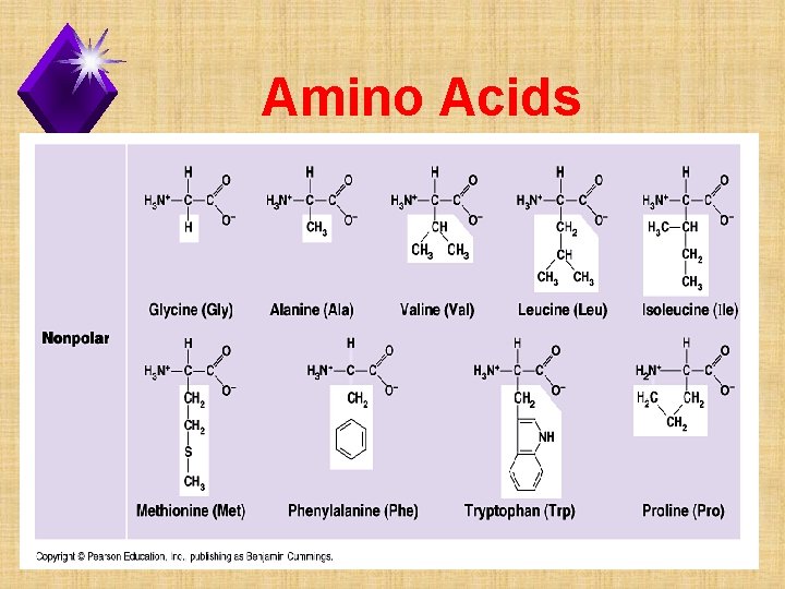 Amino Acids 
