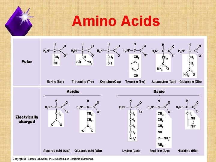 Amino Acids 