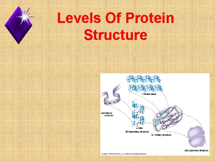 Levels Of Protein Structure 