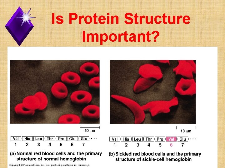 Is Protein Structure Important? 