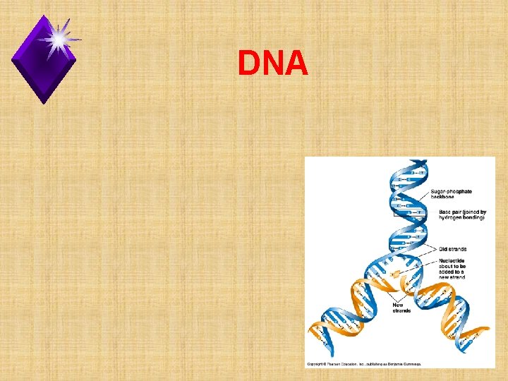 DNA 