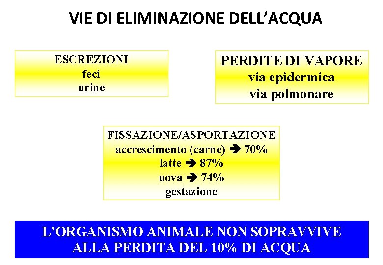 VIE DI ELIMINAZIONE DELL’ACQUA ESCREZIONI feci urine PERDITE DI VAPORE via epidermica via polmonare