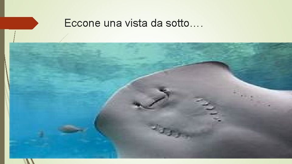 Eccone una vista da sotto…. 