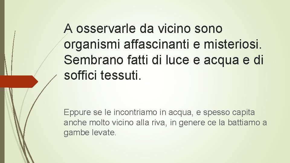 A osservarle da vicino sono organismi affascinanti e misteriosi. Sembrano fatti di luce e