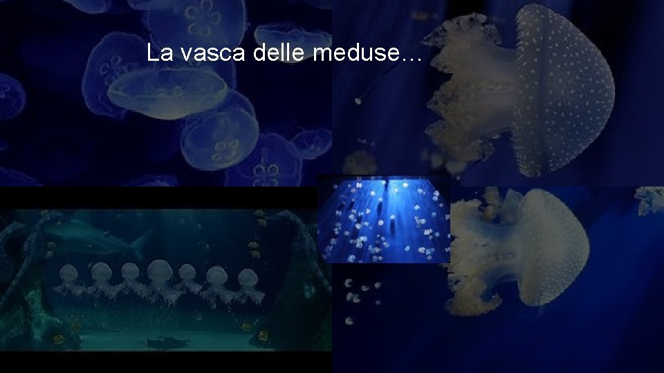 La vasca delle meduse… 