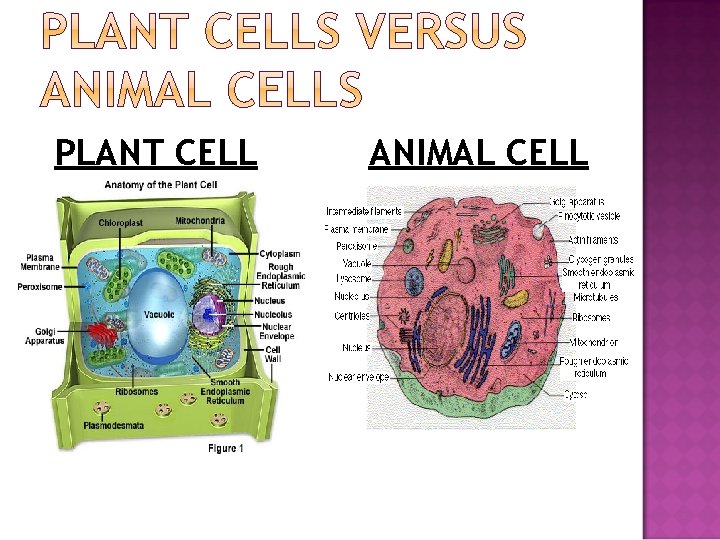 PLANT CELL ANIMAL CELL 