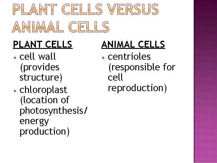 PLANT CELLS • cell wall (provides structure) • chloroplast (location of photosynthesis/ energy production)