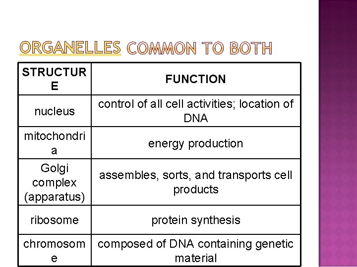 ORGANELLES STRUCTUR E FUNCTION nucleus control of all cell activities; location of DNA mitochondri