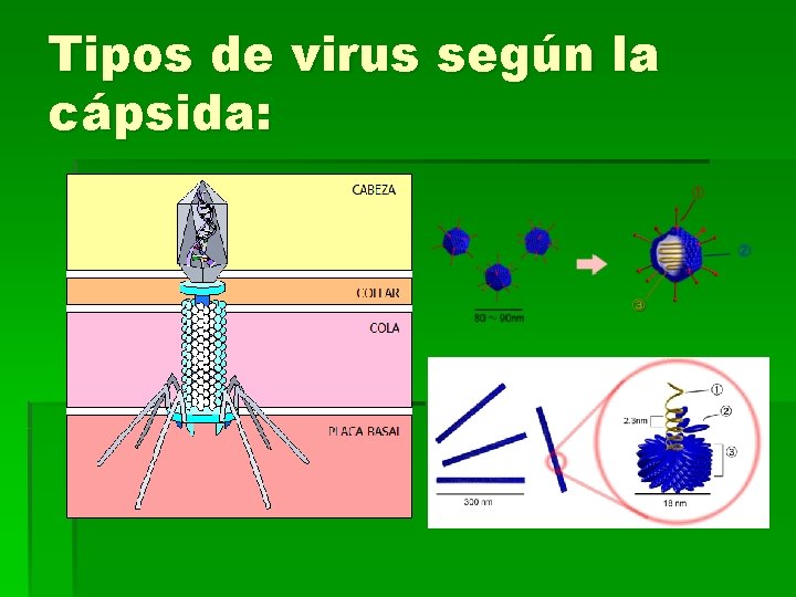 Tipos de virus según la cápsida: 