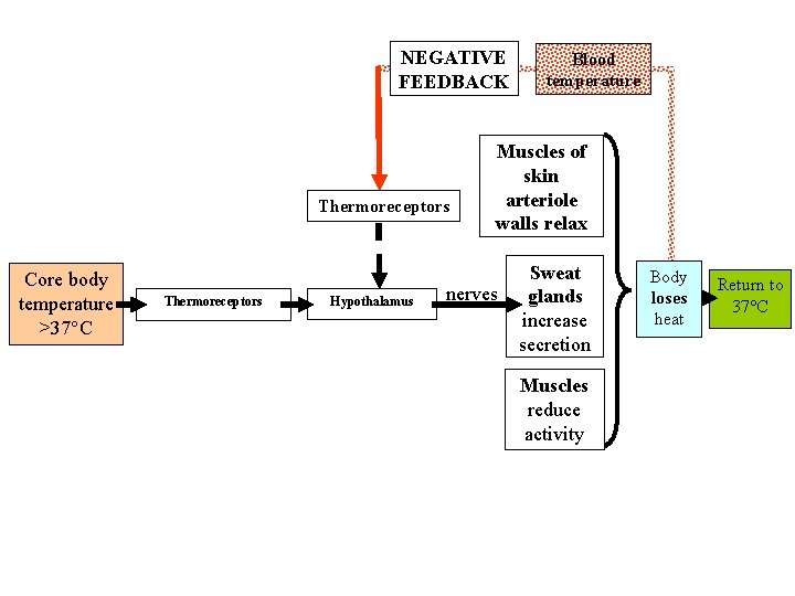 NEGATIVE FEEDBACK Thermoreceptors Core body temperature >37°C Thermoreceptors Hypothalamus Blood temperature Muscles of skin