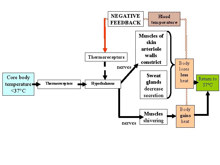 NEGATIVE FEEDBACK Thermoreceptors nerves Core body temperature <37°C Thermoreceptors Blood temperature Muscles of skin