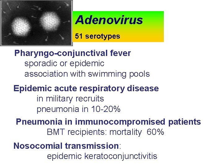 Adenovirus 51 serotypes Pharyngo-conjunctival fever sporadic or epidemic association with swimming pools Epidemic acute