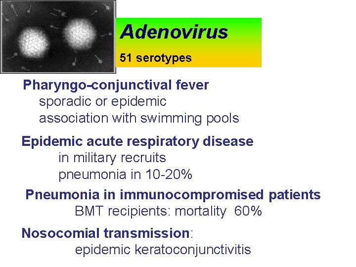 Adenovirus 51 serotypes Pharyngo-conjunctival fever sporadic or epidemic association with swimming pools Epidemic acute