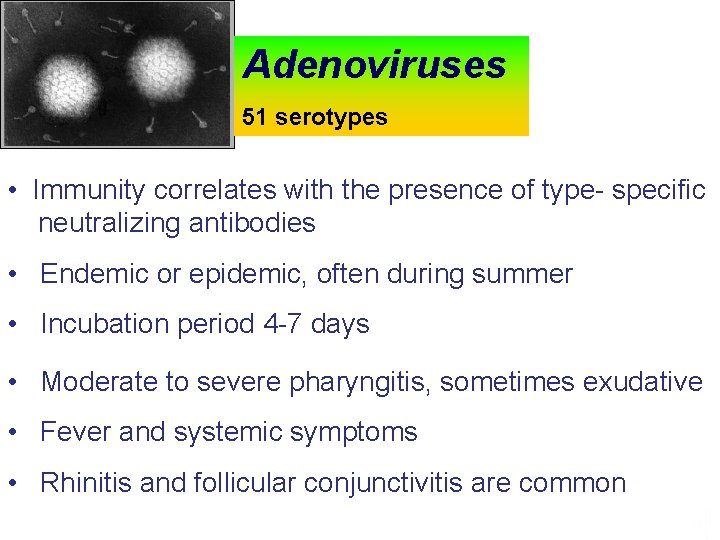 Adenoviruses 51 serotypes • Immunity correlates with the presence of type- specific neutralizing antibodies