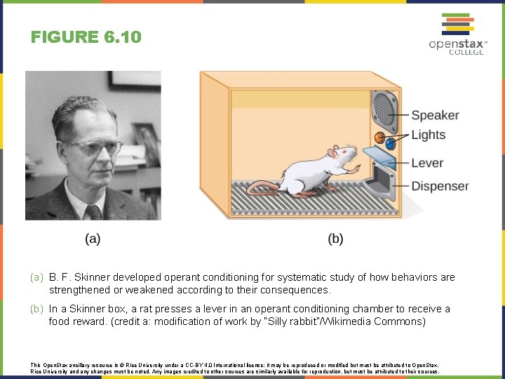 FIGURE 6. 10 (a) B. F. Skinner developed operant conditioning for systematic study of