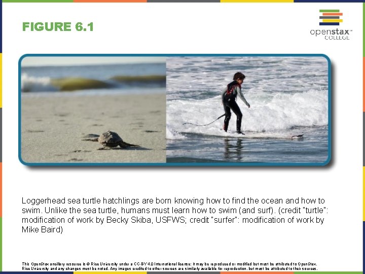 FIGURE 6. 1 Loggerhead sea turtle hatchlings are born knowing how to find the