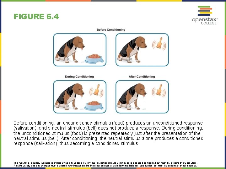 FIGURE 6. 4 Before conditioning, an unconditioned stimulus (food) produces an unconditioned response (salivation),