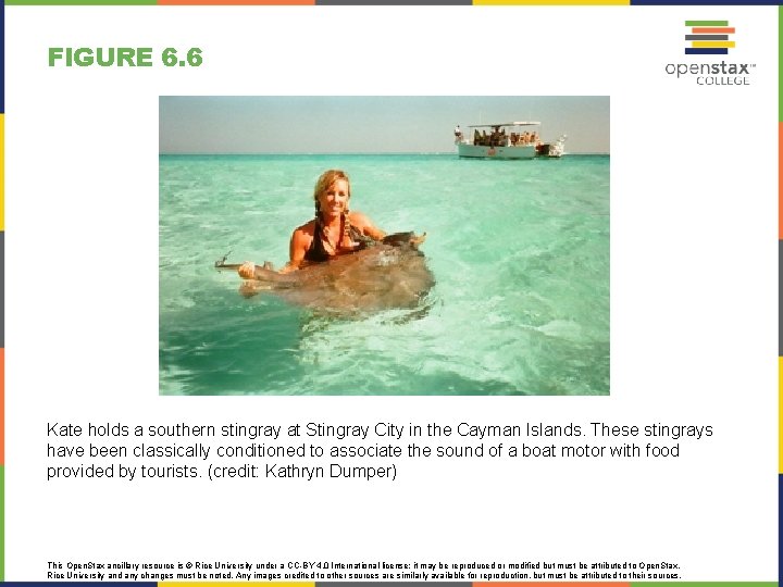 FIGURE 6. 6 Kate holds a southern stingray at Stingray City in the Cayman