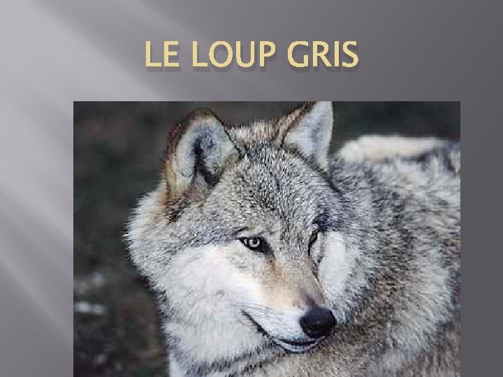 LE LOUP GRIS 