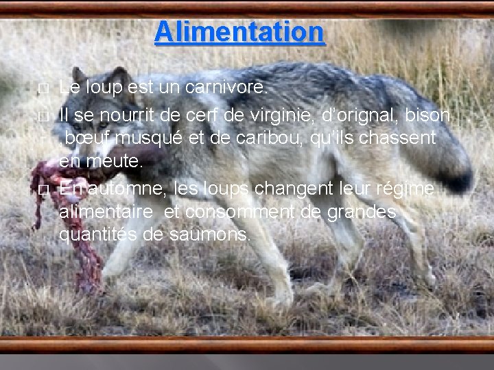 Alimentation � � � Le loup est un carnivore. Il se nourrit de cerf