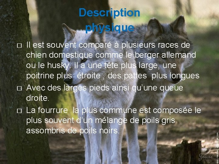 Description physique � � � Il est souvent comparé à plusieurs races de chien
