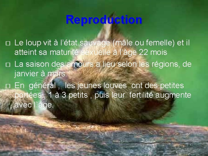 Reproduction � � � Le loup vit à l’état sauvage (mâle ou femelle) et