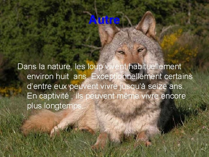 Autre Dans la nature, les loup vivent habituellement environ huit ans. Exceptionnellement certains d’entre