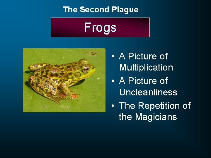The Second Plague Frogs • A Picture of Multiplication • A Picture of Uncleanliness