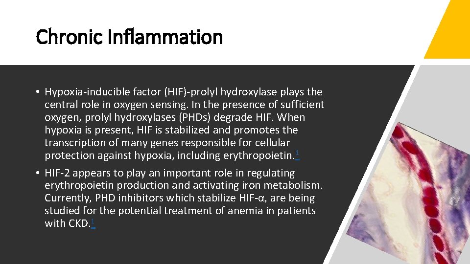 Chronic Inflammation • Hypoxia-inducible factor (HIF)-prolyl hydroxylase plays the central role in oxygen sensing.